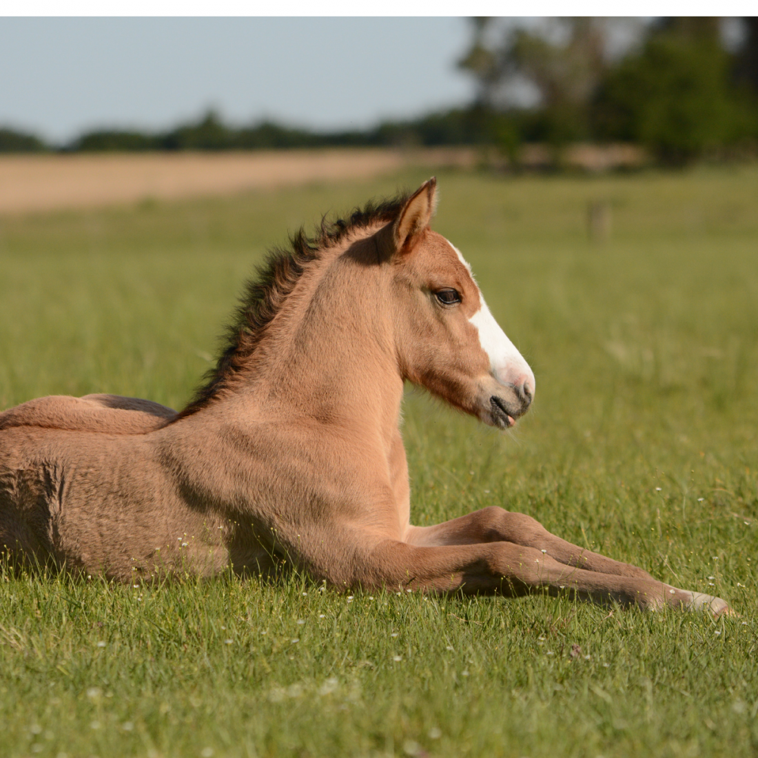 Arthrites du Poulains SOS Poulains